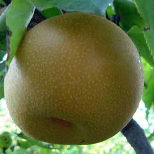 Nashi Kosui at Wairere Nursery - Buy Online