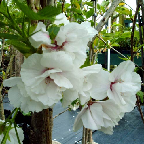 Prunus Shirotae Mt Fuji L W At Wairere Nursery Buy Online