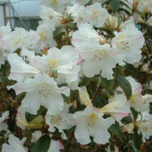 Rhododendron Princess Alice at Wairere Nursery - Buy Online