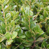 Shrubs/Topiary Shrubs Click for Shrubs/Topiary_Shrubs