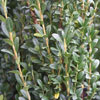 Shrubs/Evergreen Shrubs Click for Shrubs/Evergreen_Shrubs