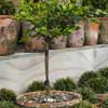 Click for Pots_Planters_and_Urns/Potted_Plants