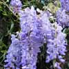 Click for Climbers_and_Vines/Wisteria