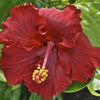 Shrubs/Hibiscus Click for Shrubs/Hibiscus