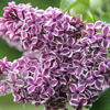 Shrubs/Lilac Click for Shrubs/Lilac