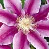 Click for Climbers_and_Vines/Clematis