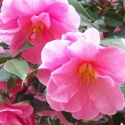 Click for Camellias/New_to_Us