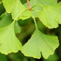 Trees Deciduous/Ginkgo Click for Trees_Deciduous/Ginkgo