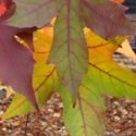 Trees Deciduous/Liquidambar Click for Trees_Deciduous/Liquidambar