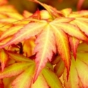 Trees Deciduous/Acer Click for Trees_Deciduous/Acer