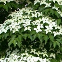 Trees Deciduous/Cornus Click for Trees_Deciduous/Cornus