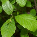 Trees Deciduous/Alnus Click for Trees_Deciduous/Alnus