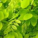 Trees Deciduous/Robinia Click for Trees_Deciduous/Robinia