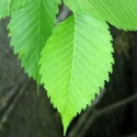 Trees Deciduous/Ulmus Click for Trees_Deciduous/Ulmus