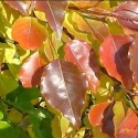 Trees Deciduous/Pyrus Click for Trees_Deciduous/Pyrus