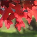 Trees Deciduous/Nyssa Click for Trees_Deciduous/Nyssa