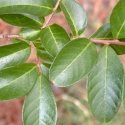 Trees Deciduous/Lagerstroemia Click for Trees_Deciduous/Lagerstroemia