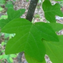 Trees Deciduous/Liriodendron Click for Trees_Deciduous/Liriodendron
