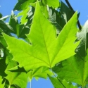 Trees Deciduous/Platanus Click for Trees_Deciduous/Platanus