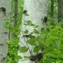 Trees Deciduous/Betula Click for Trees_Deciduous/Betula