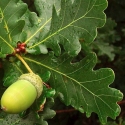 Trees Deciduous/Quercus Click for Trees_Deciduous/Quercus