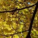 Trees Deciduous/Tilia Click for Trees_Deciduous/Tilia