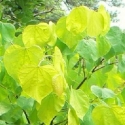 Trees Deciduous/Cercis Click for Trees_Deciduous/Cercis