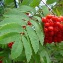 Trees Deciduous/Sorbus Click for Trees_Deciduous/Sorbus