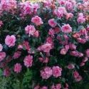 Click for Camellias/Hedging