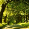 Trees Deciduous/New To Us Click for Trees_Deciduous/New_To_Us