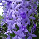 Click for Climbers_and_Vines/New_To_Us