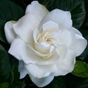 Shrubs/Gardenia Click for Shrubs/Gardenia