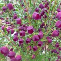 Shrubs/Boronia Click for Shrubs/Boronia