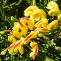 Shrubs/Grevillea Click for Shrubs/Grevillea