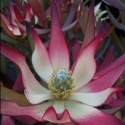 Shrubs/Leucadendron Click for Shrubs/Leucadendron