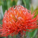 Shrubs/Leucospermum Click for Shrubs/Leucospermum