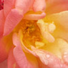 Click for Roses/Climbing_Floribunda