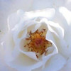 Click for Roses/Pillar_1.8m
