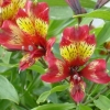 Click for Perennials/Alstroemeria