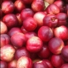 Fruit and Nuts/New To Us Click for Fruit_and_Nuts/New_To_Us