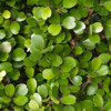 Natives/Topiary Natives Click for Natives/Topiary_Natives