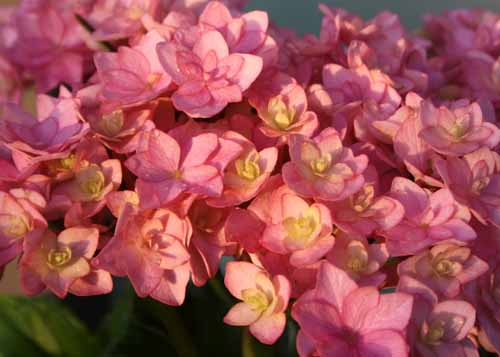 Hydrangea YouMe Eternity
