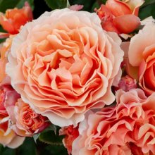A Gardeners Dream Std 45cm-Rose Picture of A Gardeners Dream Std 45cm-Rose (29372)