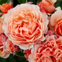 Picture of A Gardeners Dream Std 80cm-Rose (29324)