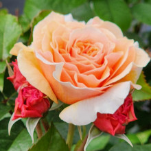 Picture of A Gardeners Dream-Rose (29321)