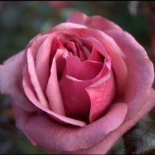 A Million Dreams-Rose Picture of A Million Dreams-Rose (30558)