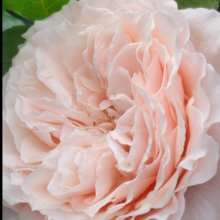 Picture of A Moment In Time Pillar-Rose (29381)