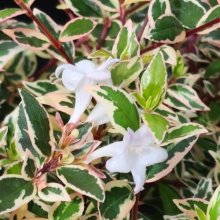 Picture of Abelia Grandiflora Snowdrift (9394)