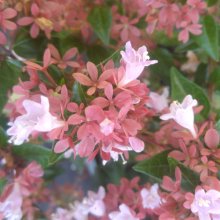 Picture of Abelia Raspberry Profusion (29820)