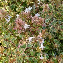 Picture of Abelia Sunshine Daydream (10348)